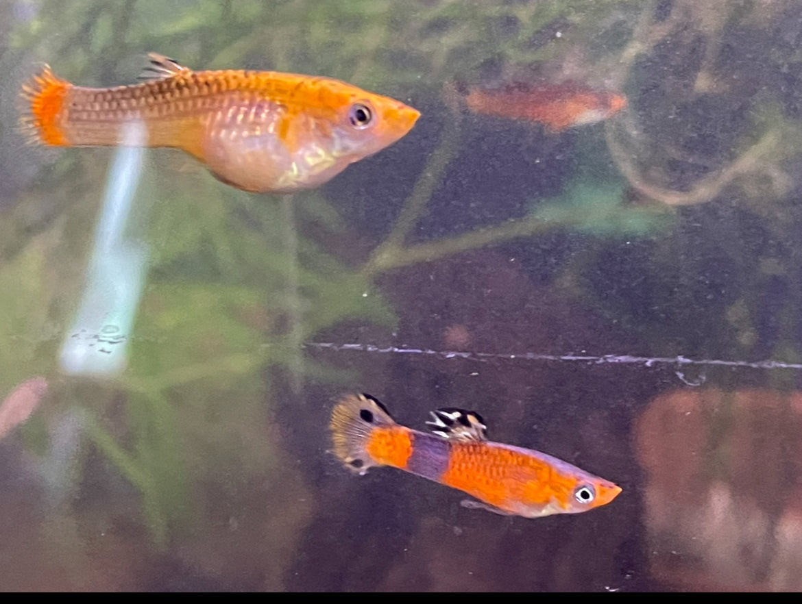 Swamp Guppies - Micropoecilia picta