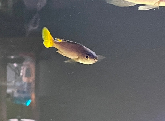 Cyprichromis leptosoma “Mamalesa”