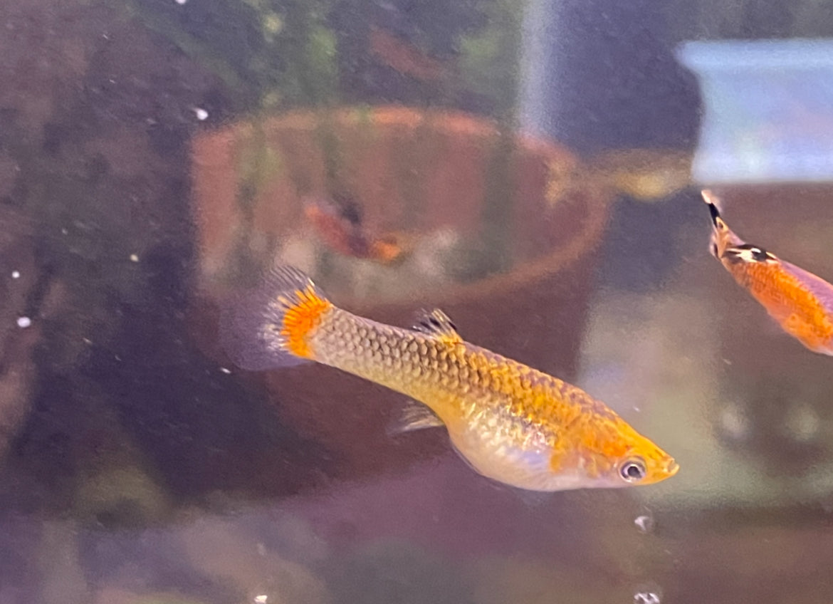 Swamp Guppies - Micropoecilia picta