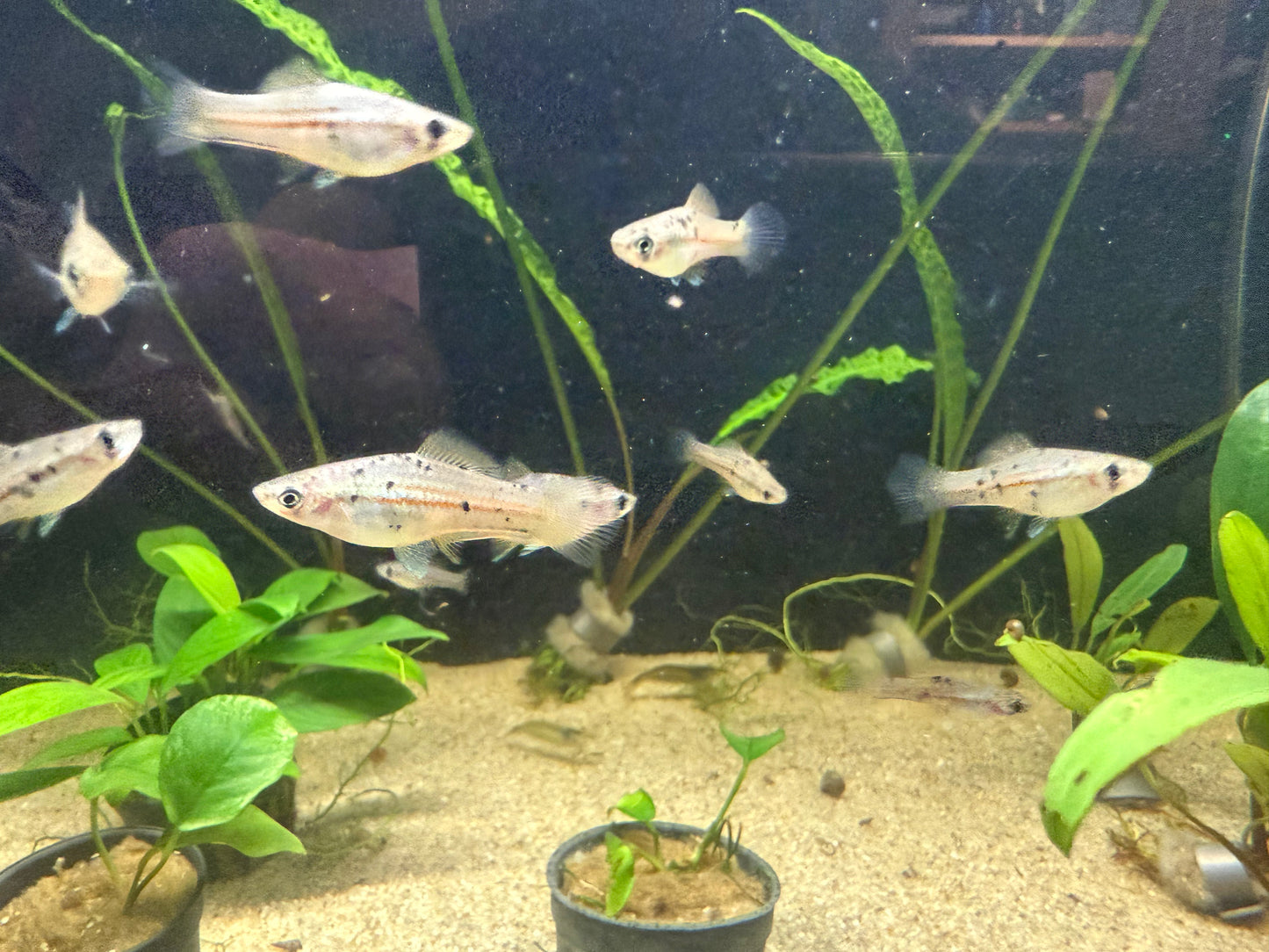 Xiphophorus helleri “Otapic” Wild type Green Swordtail