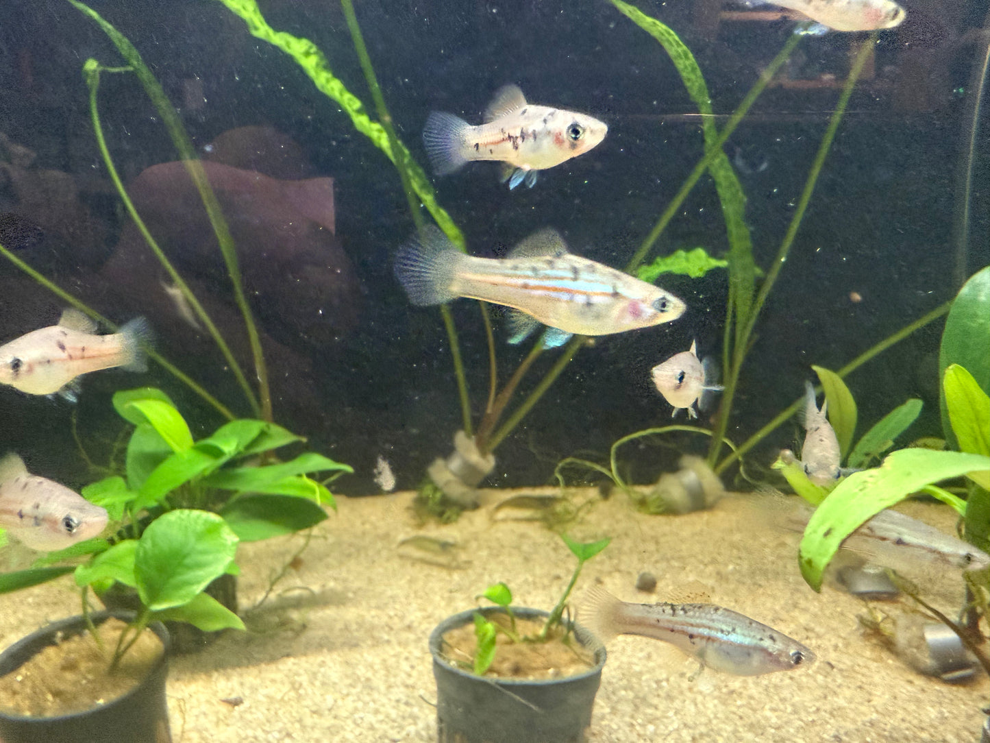 Xiphophorus helleri “Otapic” Wild type Green Swordtail