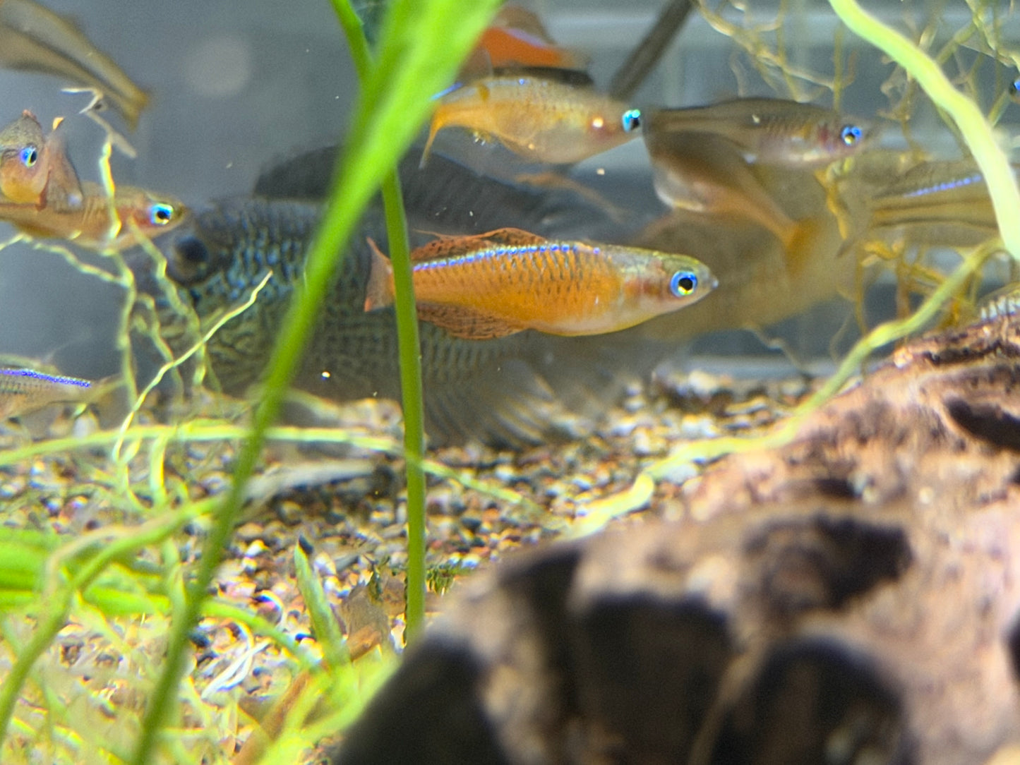 Pseudomogil luminatus (Red Neon Blue eye)