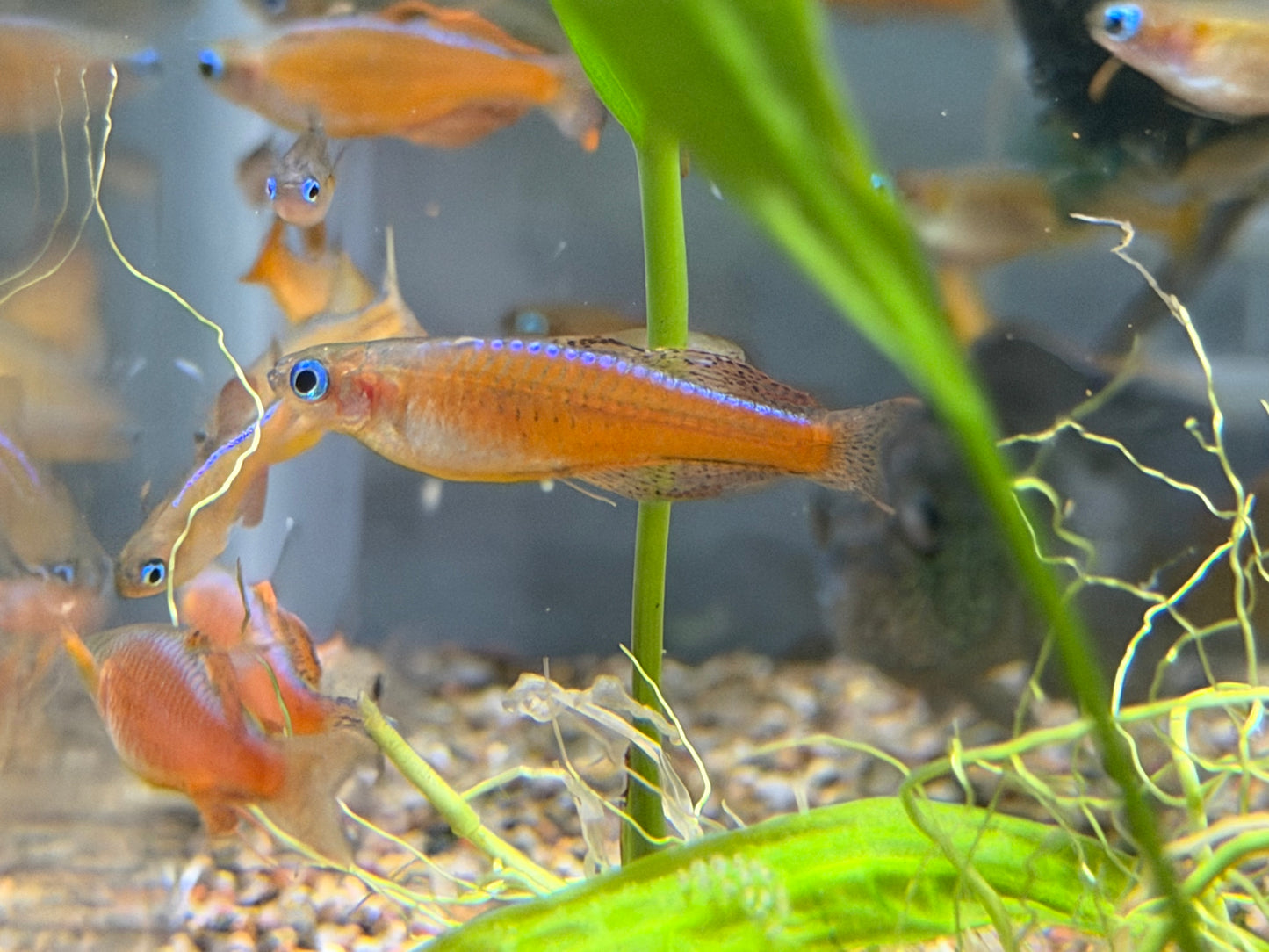 Pseudomogil luminatus (Red Neon Blue eye)