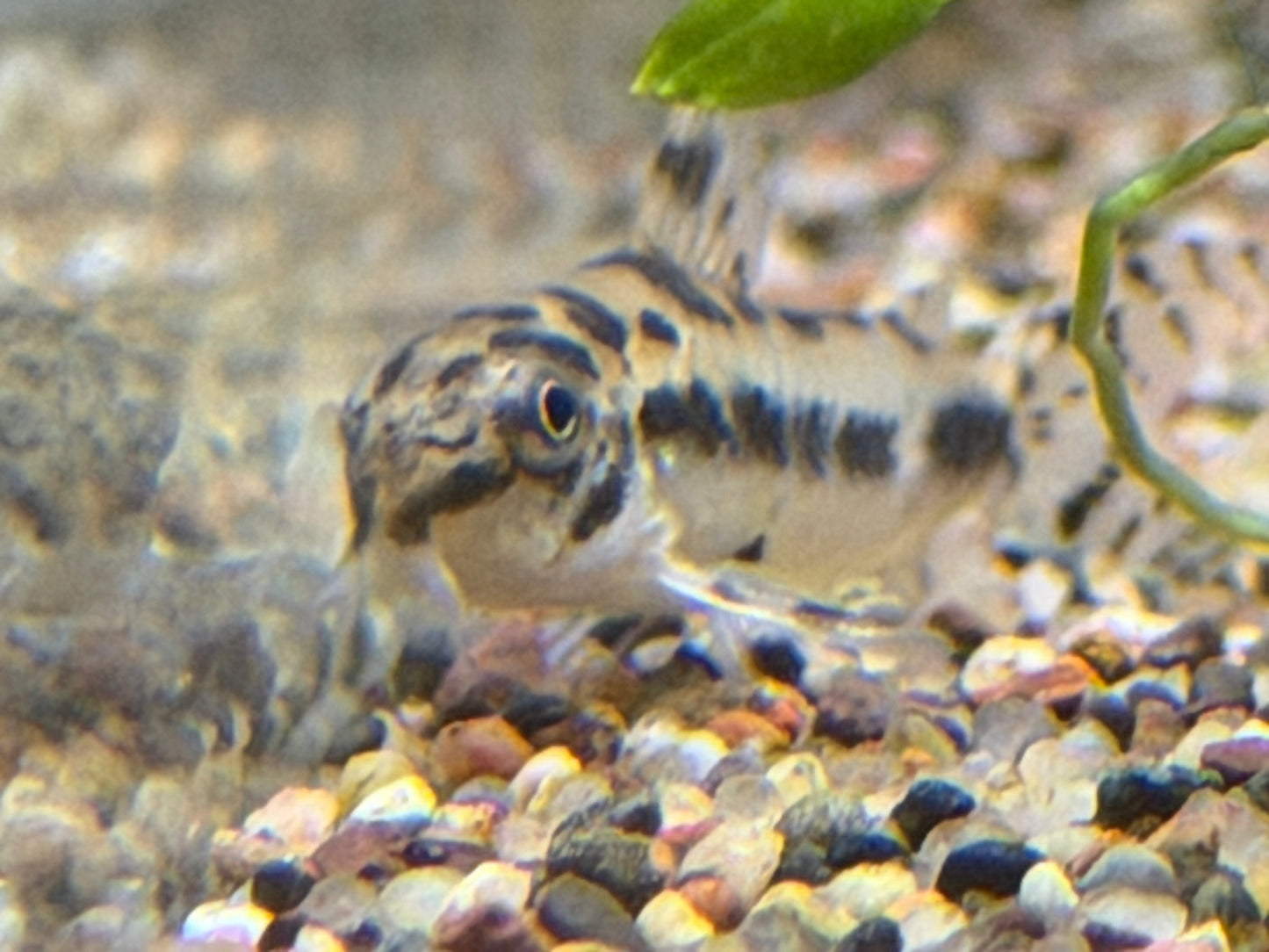 Corydoras habrosus