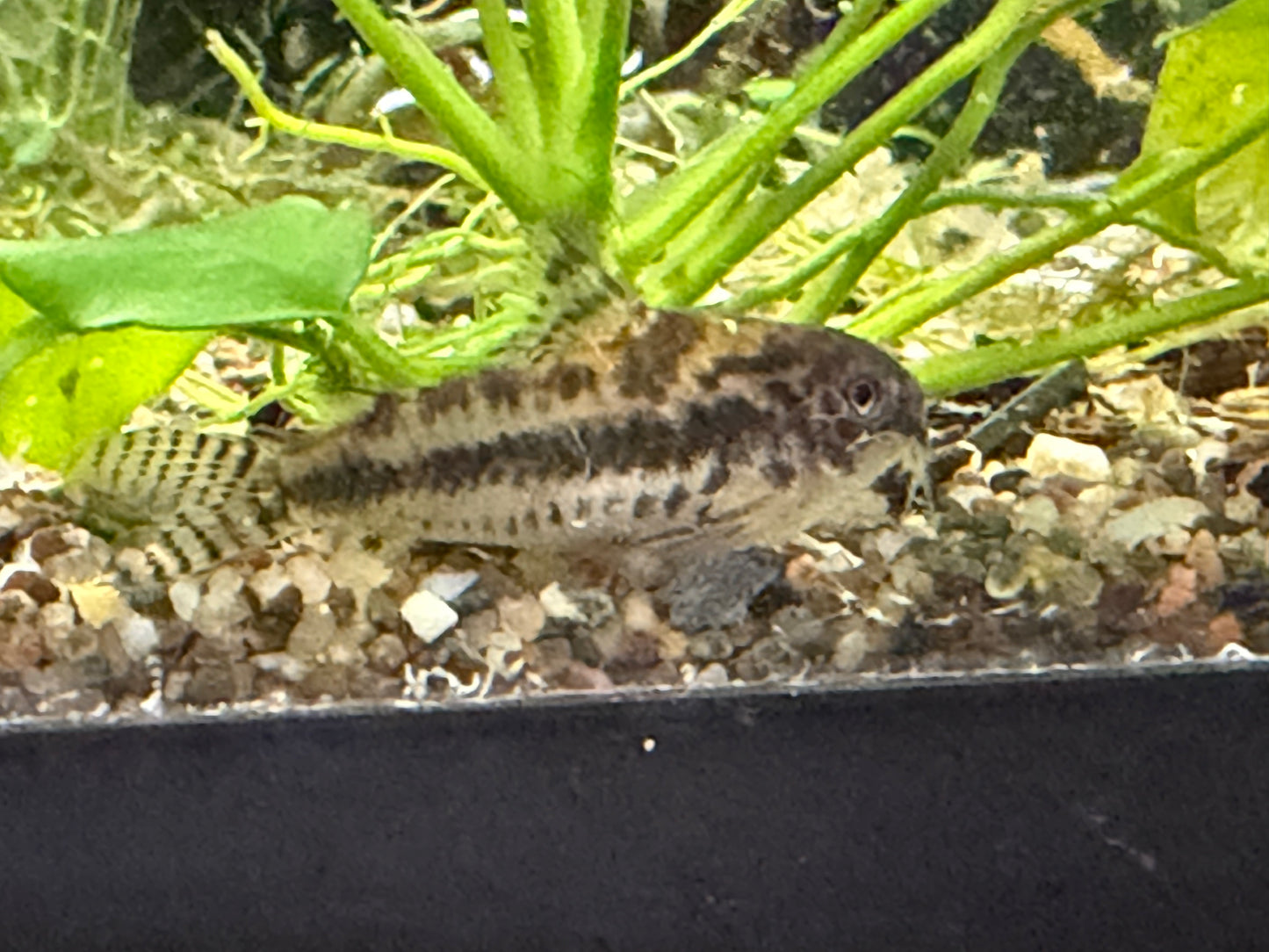 Corydoras habrosus