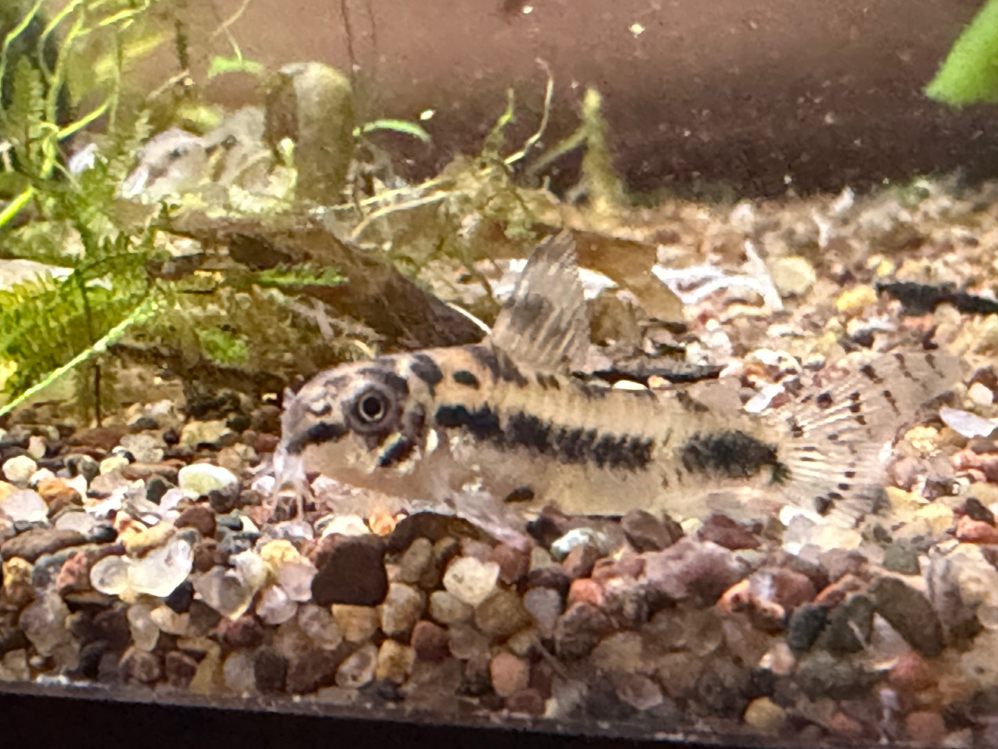 Corydoras habrosus