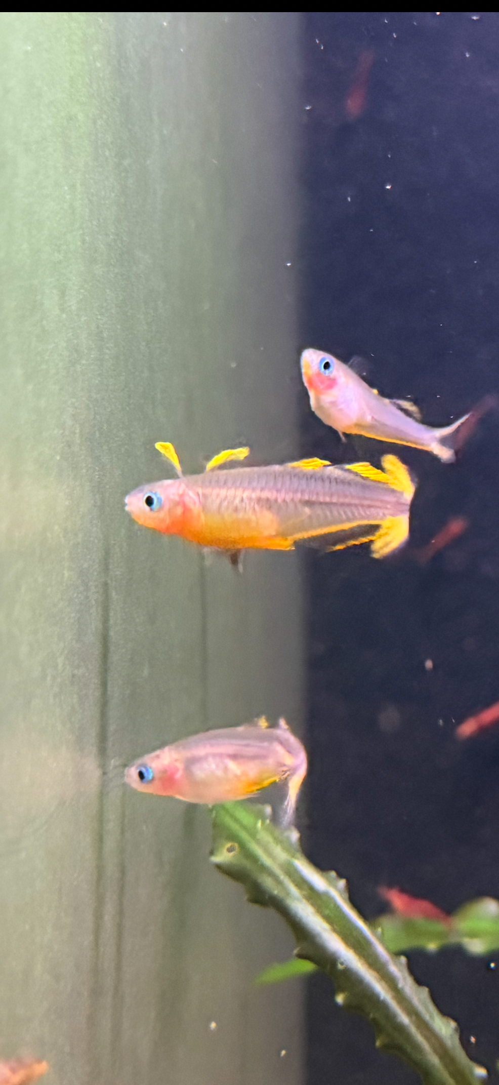 Pseudomugil furcatus “Forktail Blue Eye”
