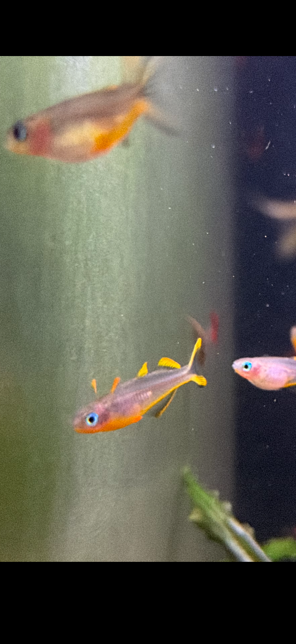 Pseudomugil furcatus “Forktail Blue Eye”