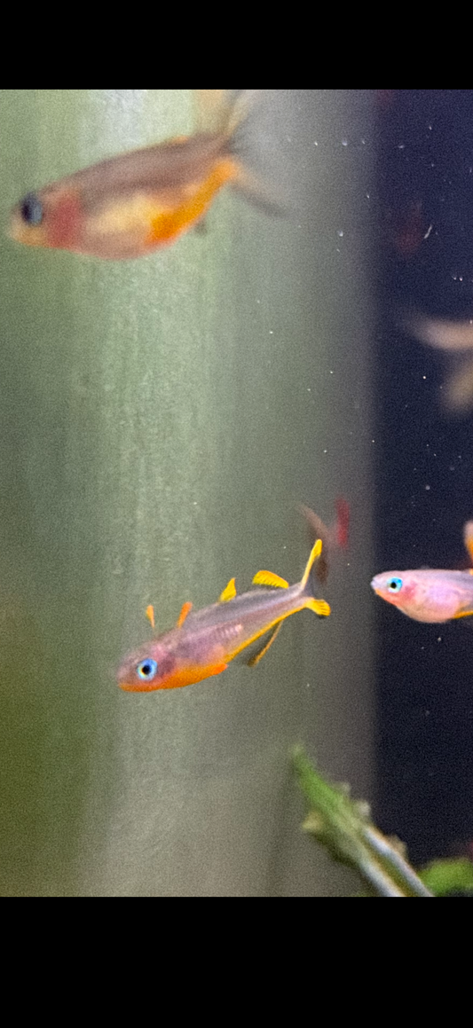 Pseudomugil furcatus “Forktail Blue Eye”