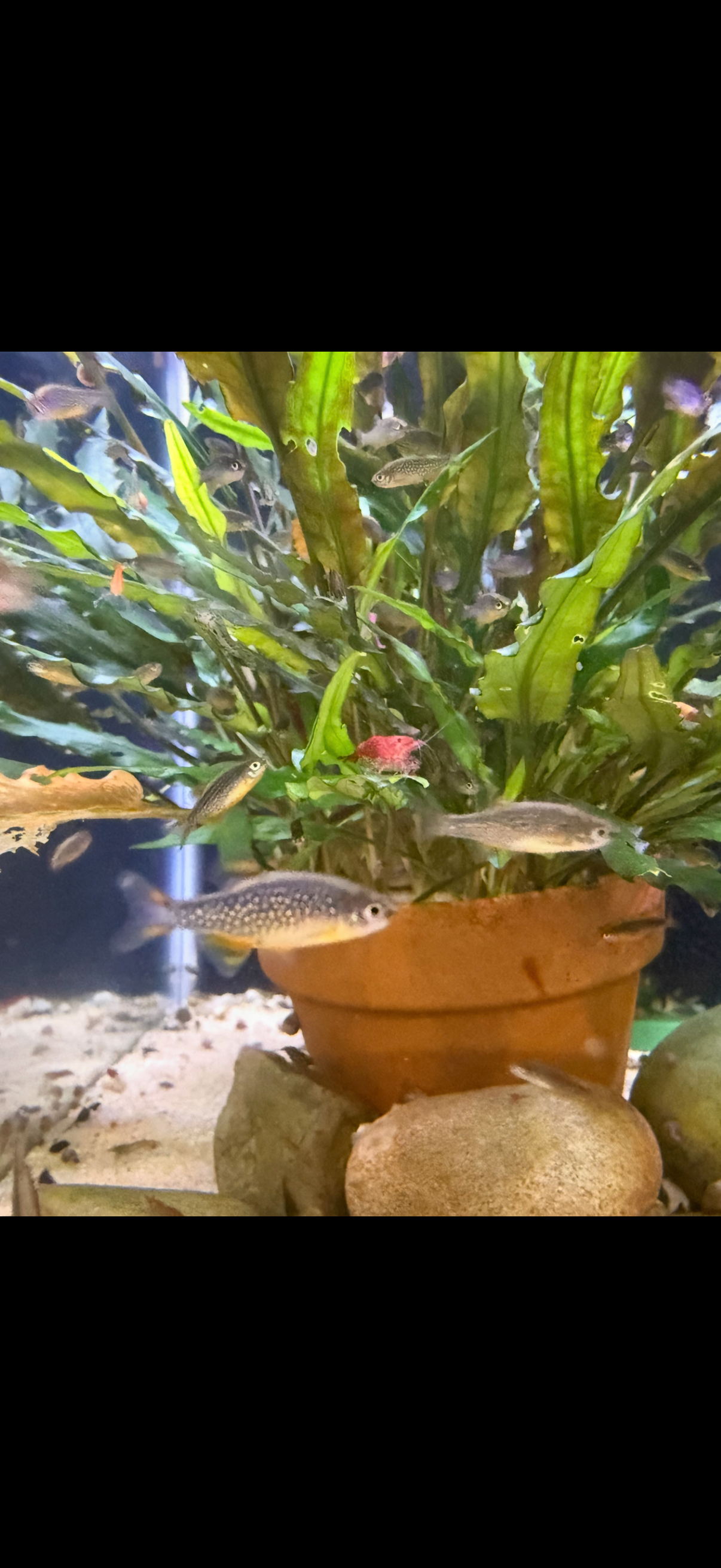 Danio margaritatus - Celestial Pearl Danio/Galaxy Rasbora