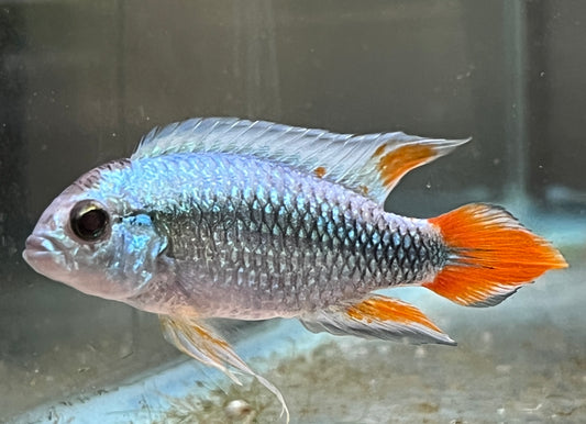 Apistogramma agassizii “Blue Flame”