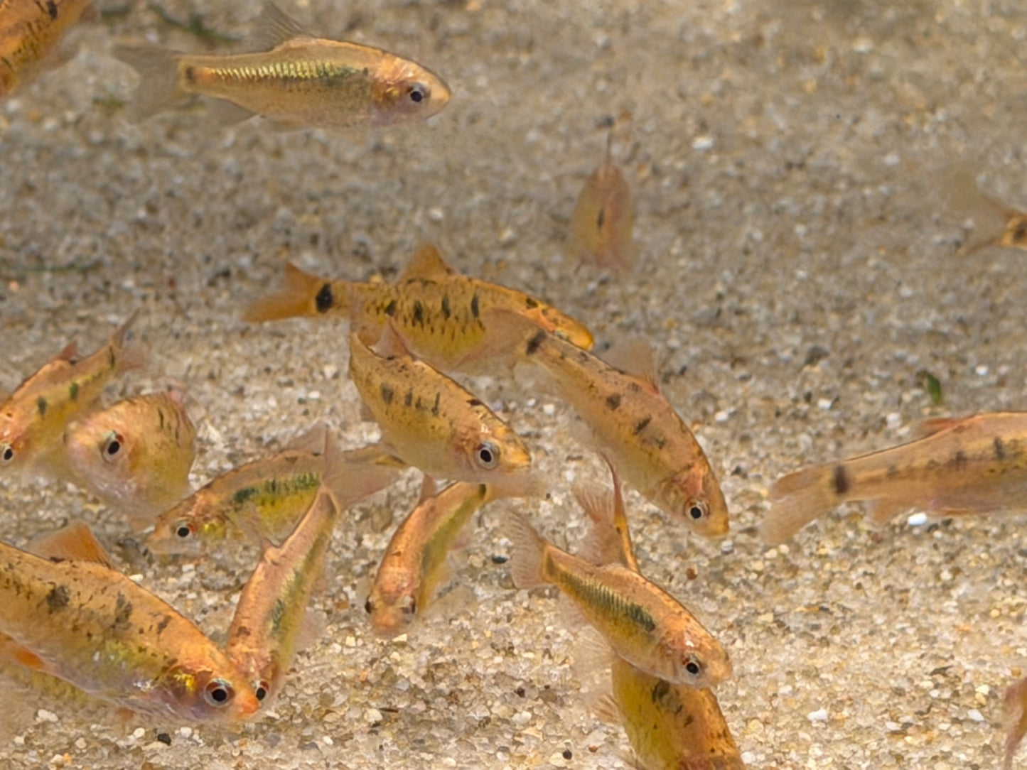 Gold barb (Puntius semifasciolatus)