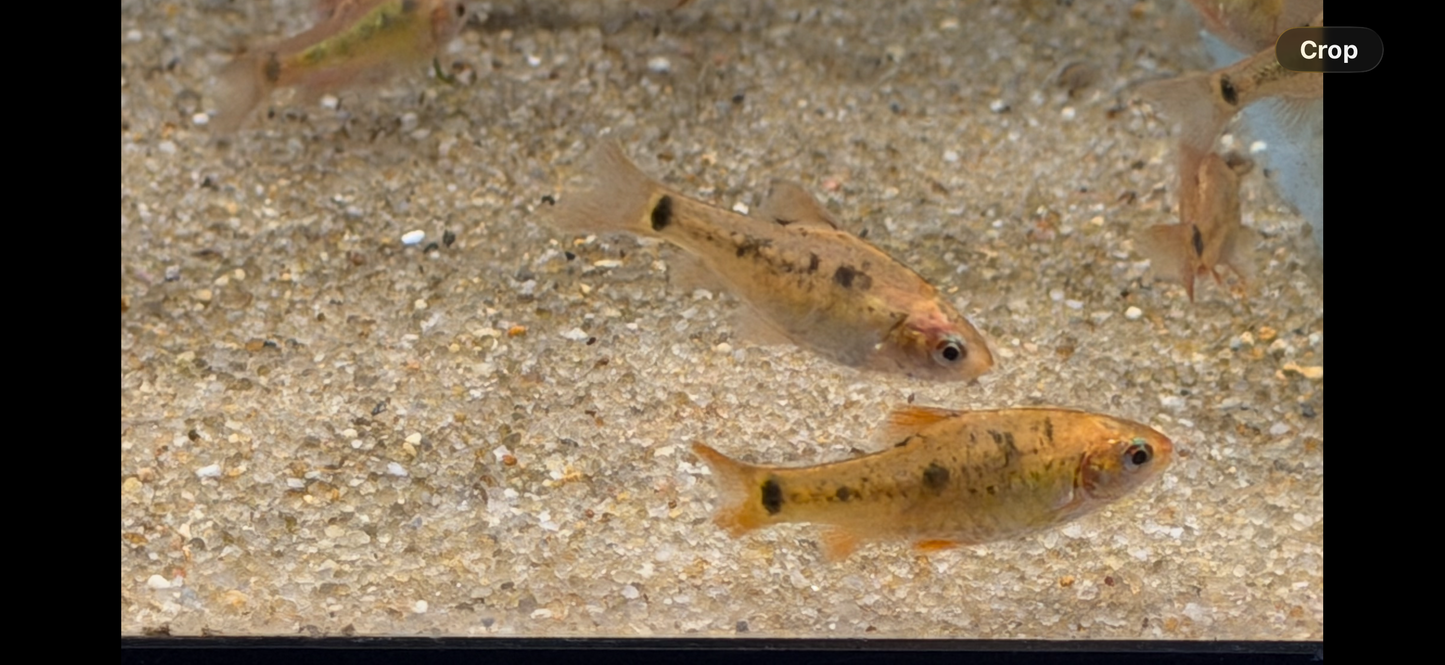 Gold barb (Puntius semifasciolatus)