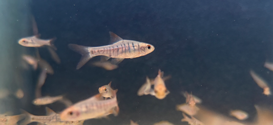 African Banded Barbs (Enteromius fasciolatus)