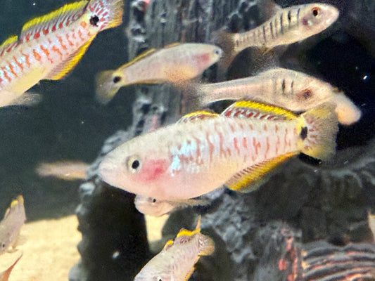 Peacock gudgeon
