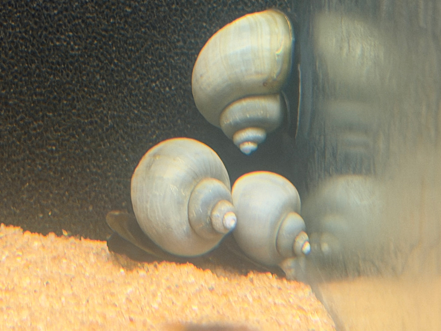 Mystery Snails - Blue