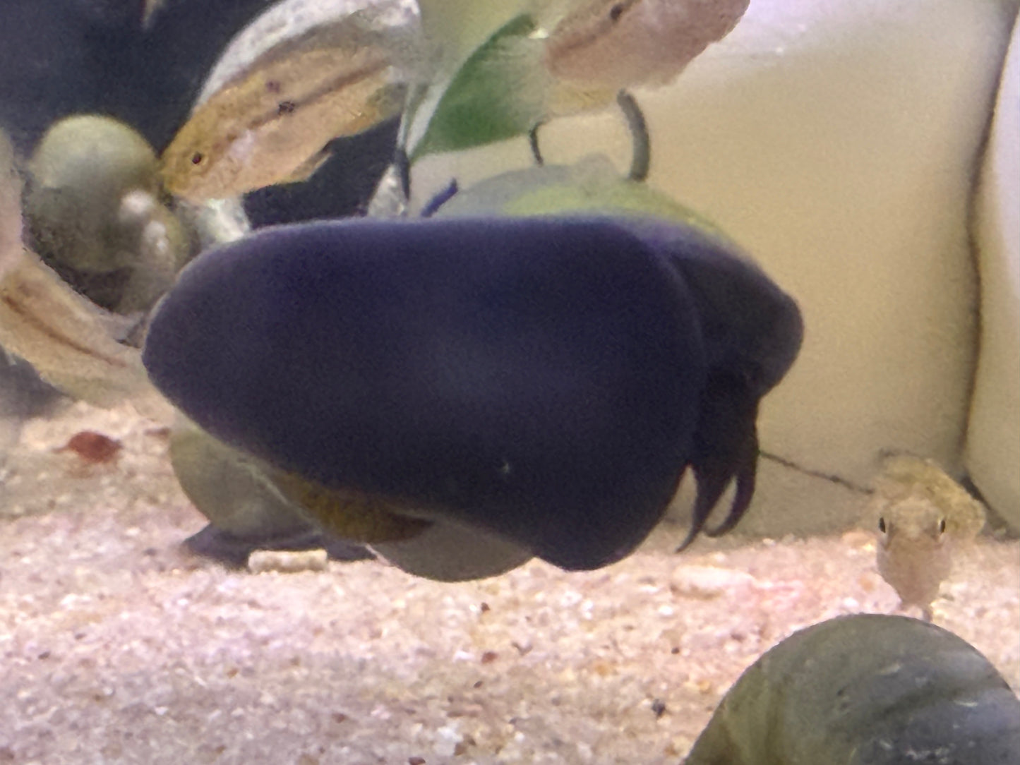 Mystery Snails - Blue