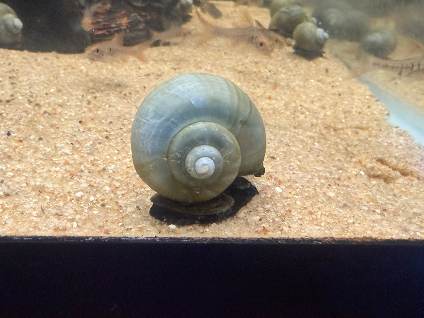 Mystery Snails - Blue