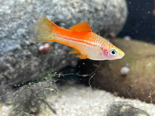 Pineapple Swordtail