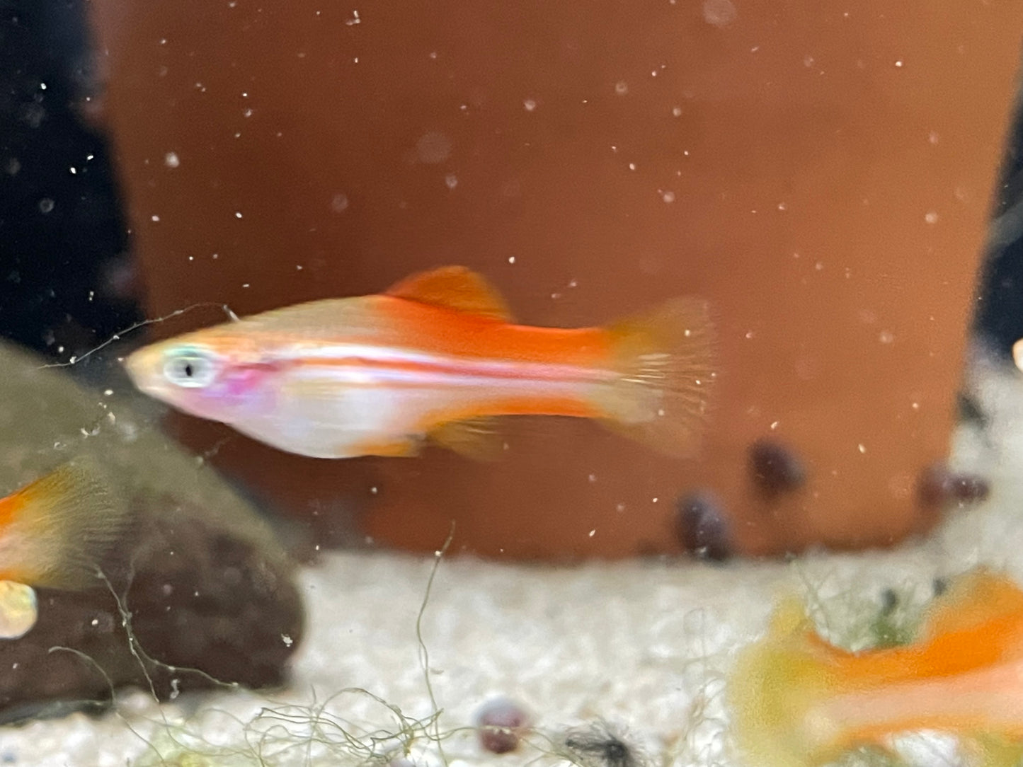 Pineapple Swordtail