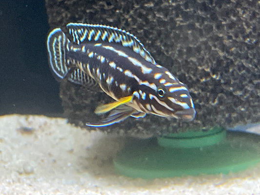 Julidochromis Marlieri