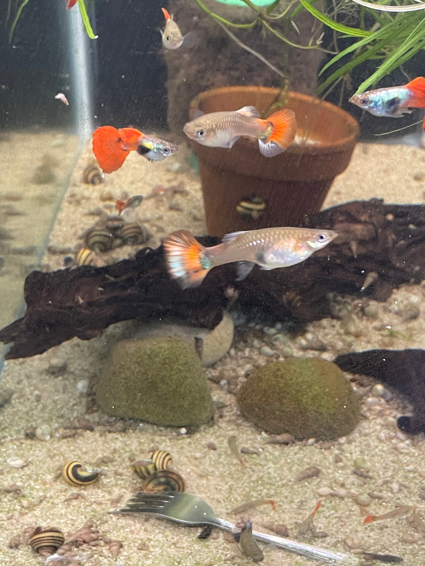 Redtail Platinum guppy pair