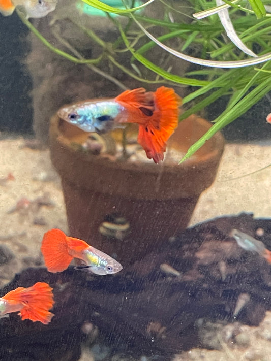 Redtail Platinum guppy pair