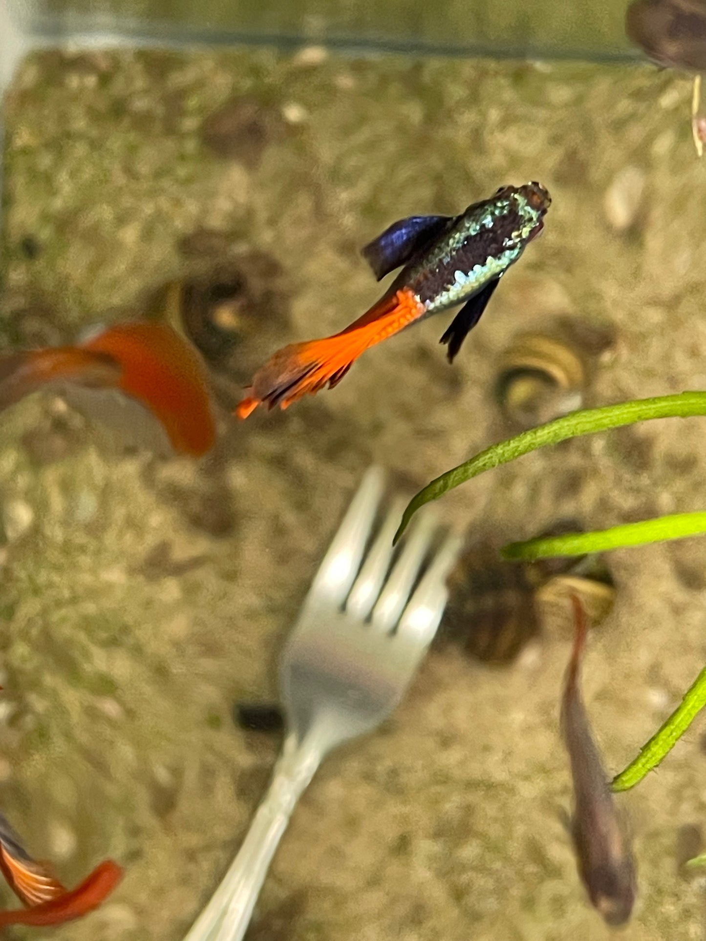 Redtail Platinum guppy pair