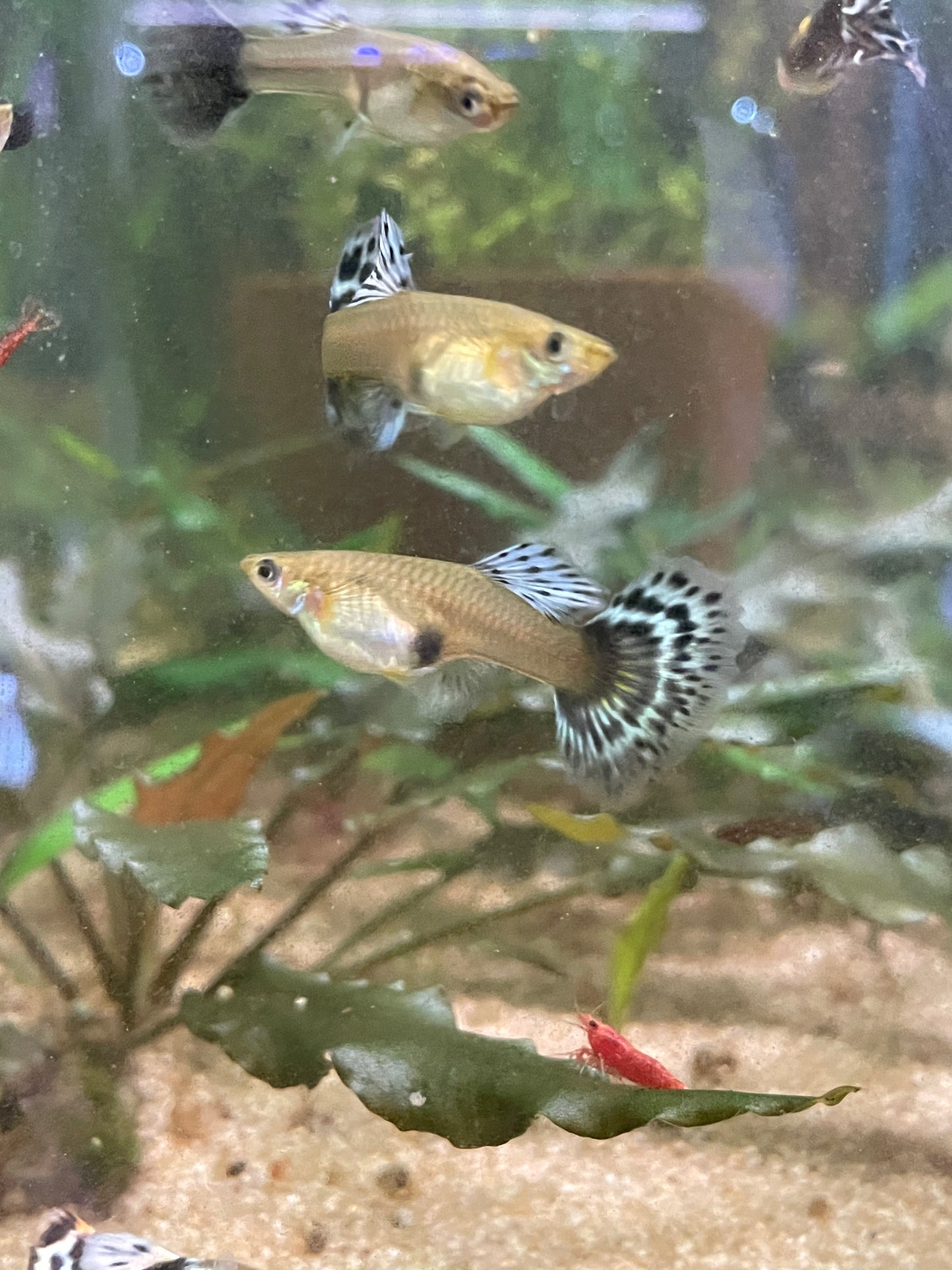 Purple Mosiacs guppy pair