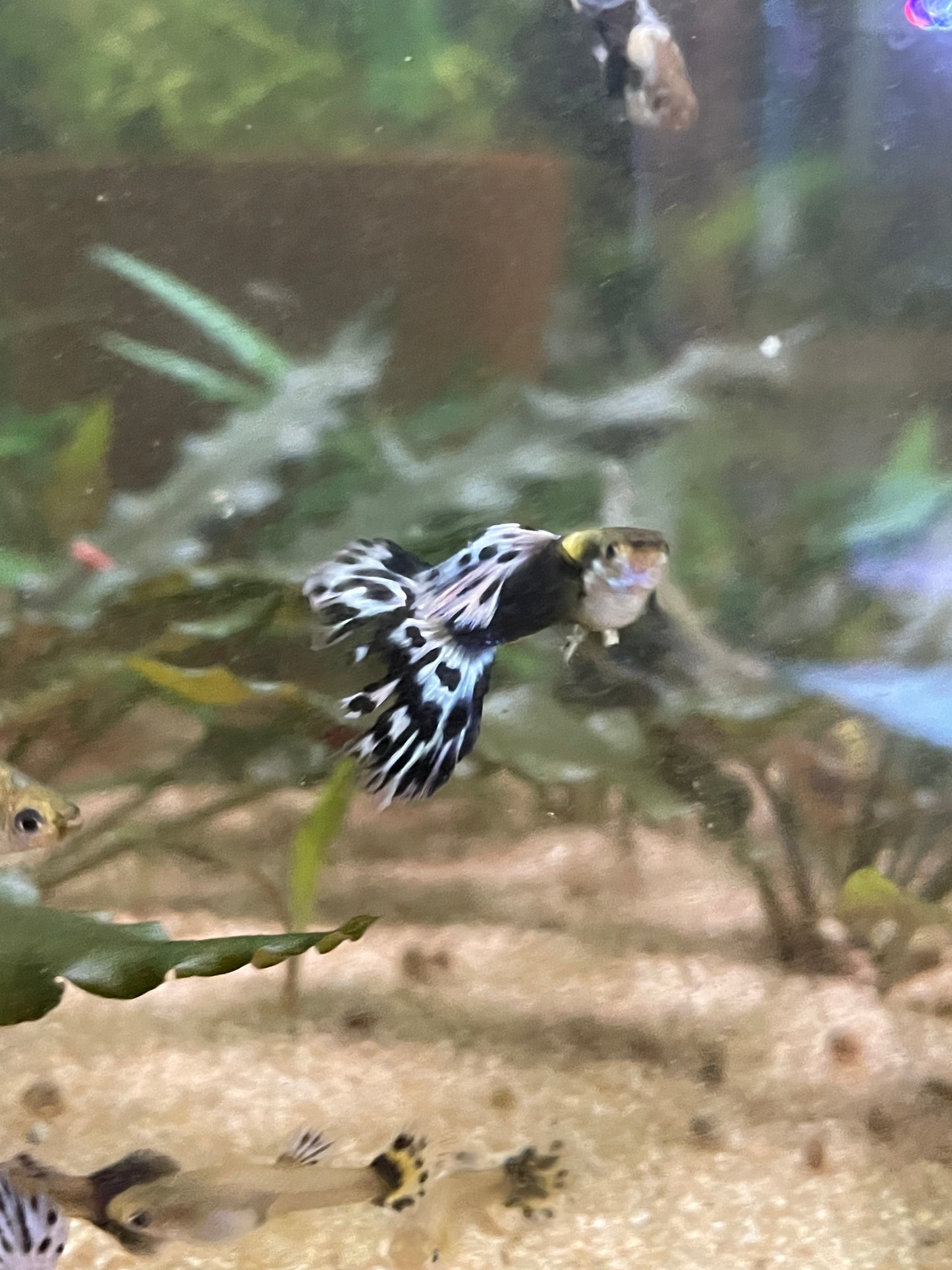 Purple Mosiacs guppy pair