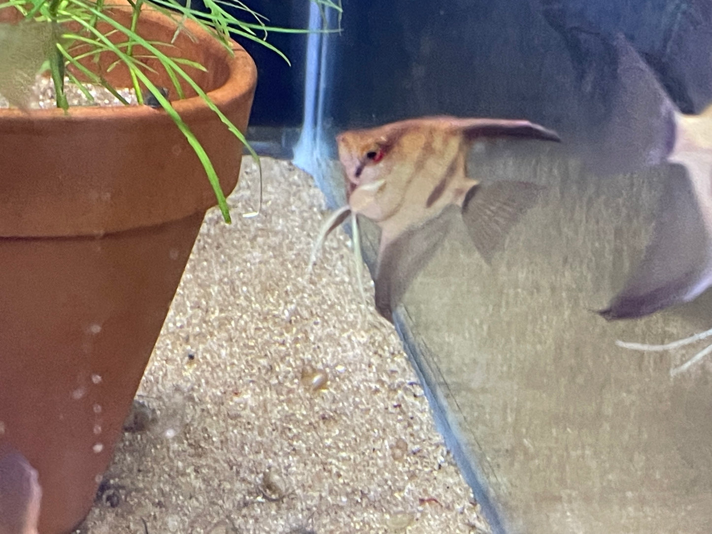 Sweet ass Angelfish ( ok mutts)