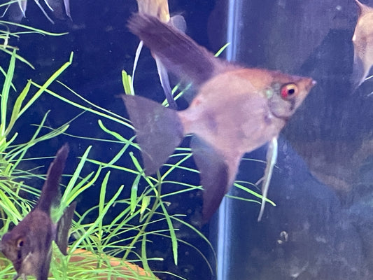 Sweet ass Angelfish ( ok mutts)