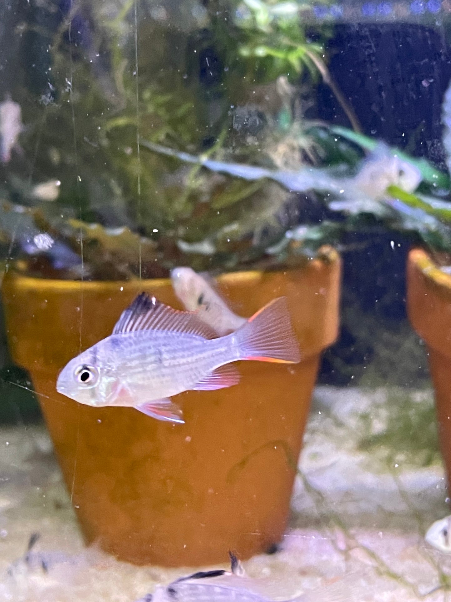 Mikrogeophagus altispinosus "Bolivian Rams"