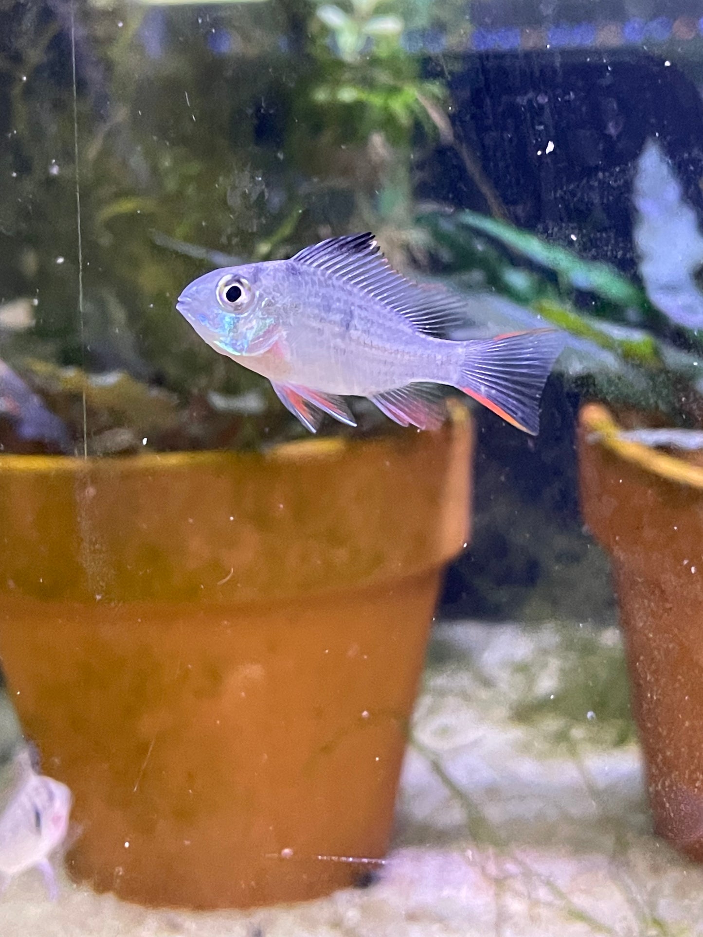 Mikrogeophagus altispinosus "Bolivian Rams"