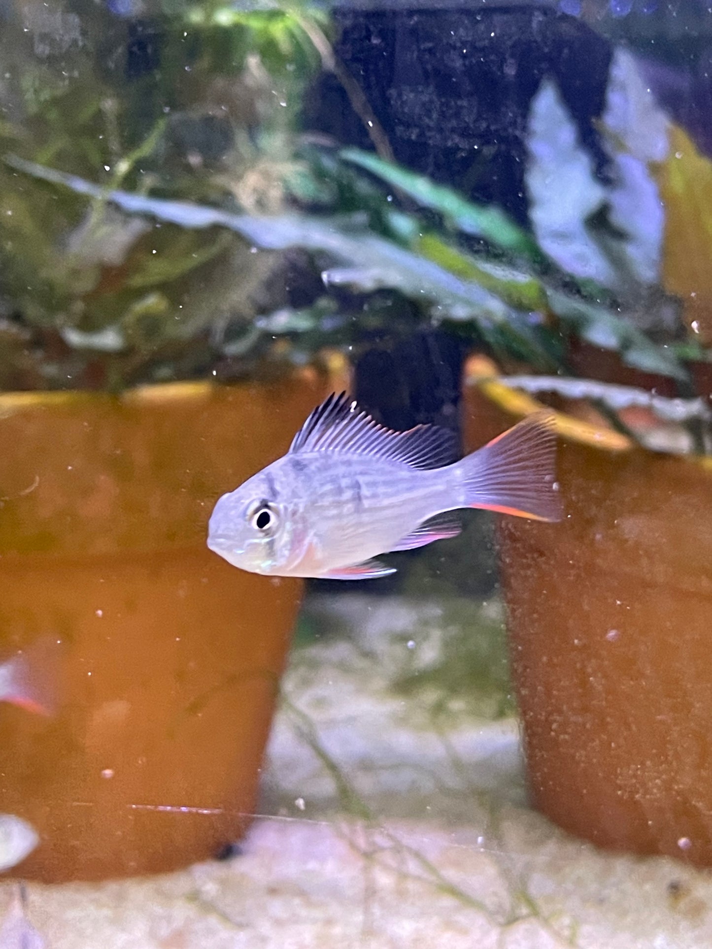 Mikrogeophagus altispinosus "Bolivian Rams"