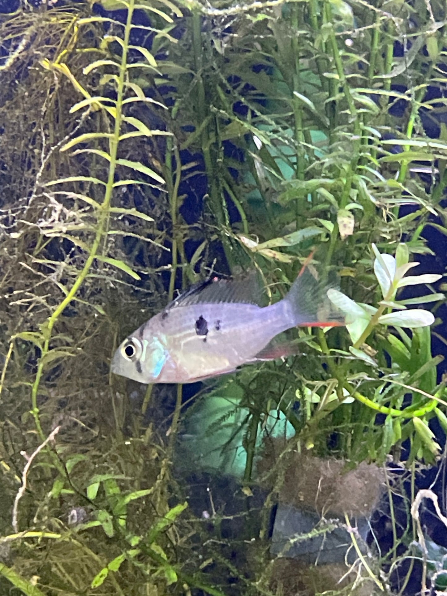 Mikrogeophagus altispinosus "Bolivian Rams"