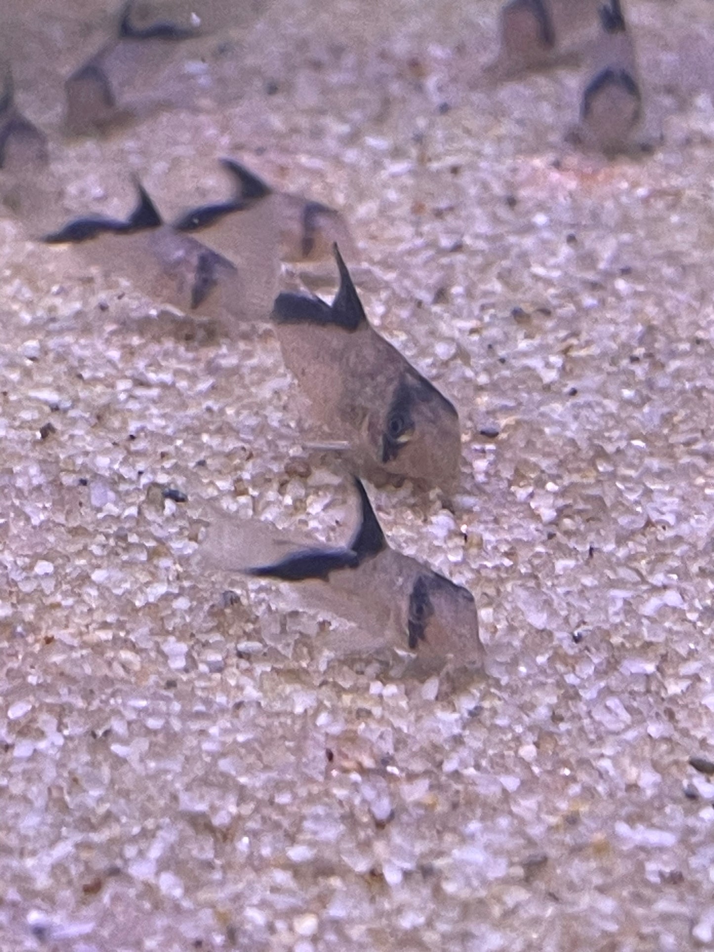 Corydoras melini  - "False Bandit" Cory