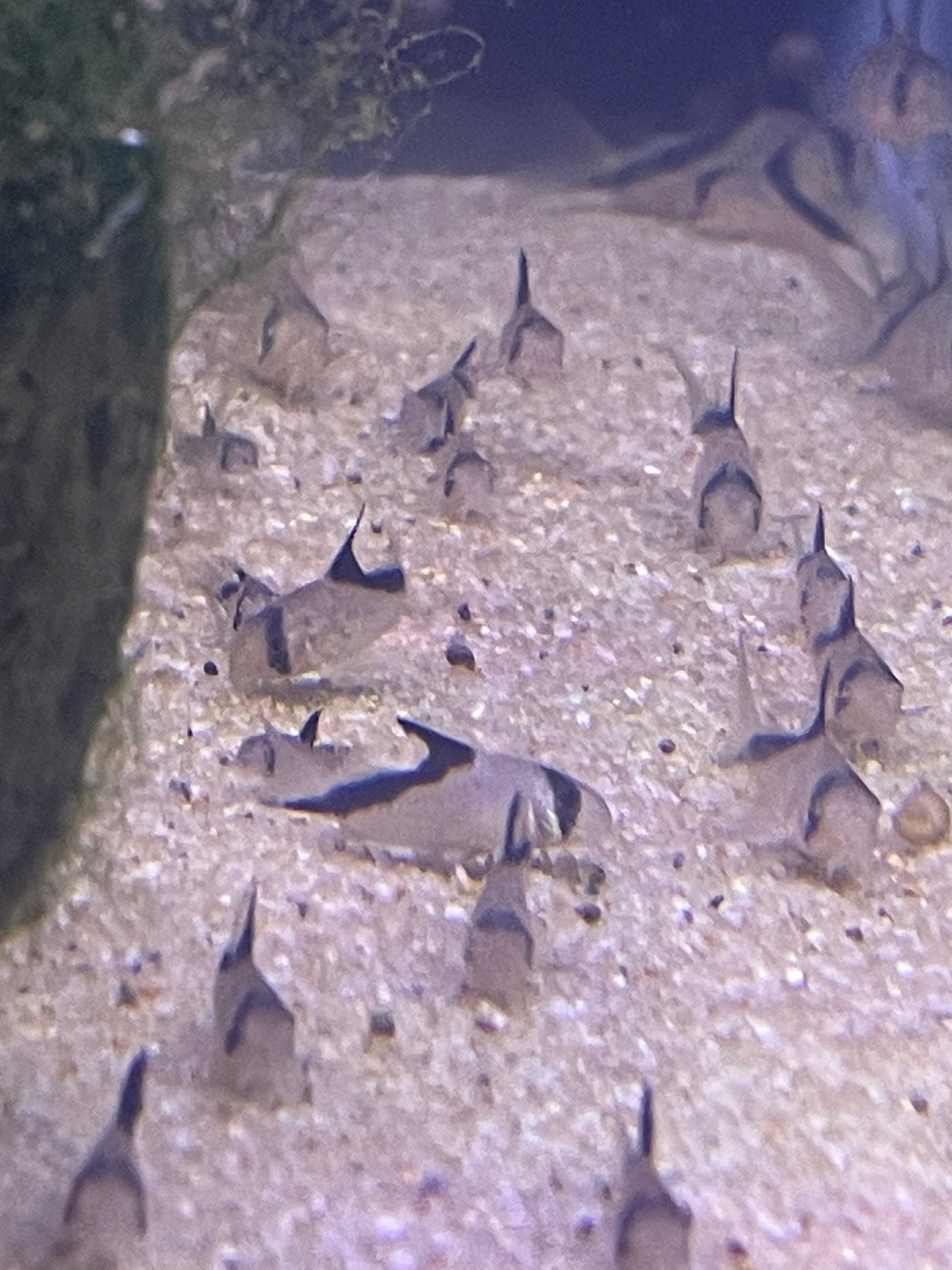 Corydoras melini  - "False Bandit" Cory