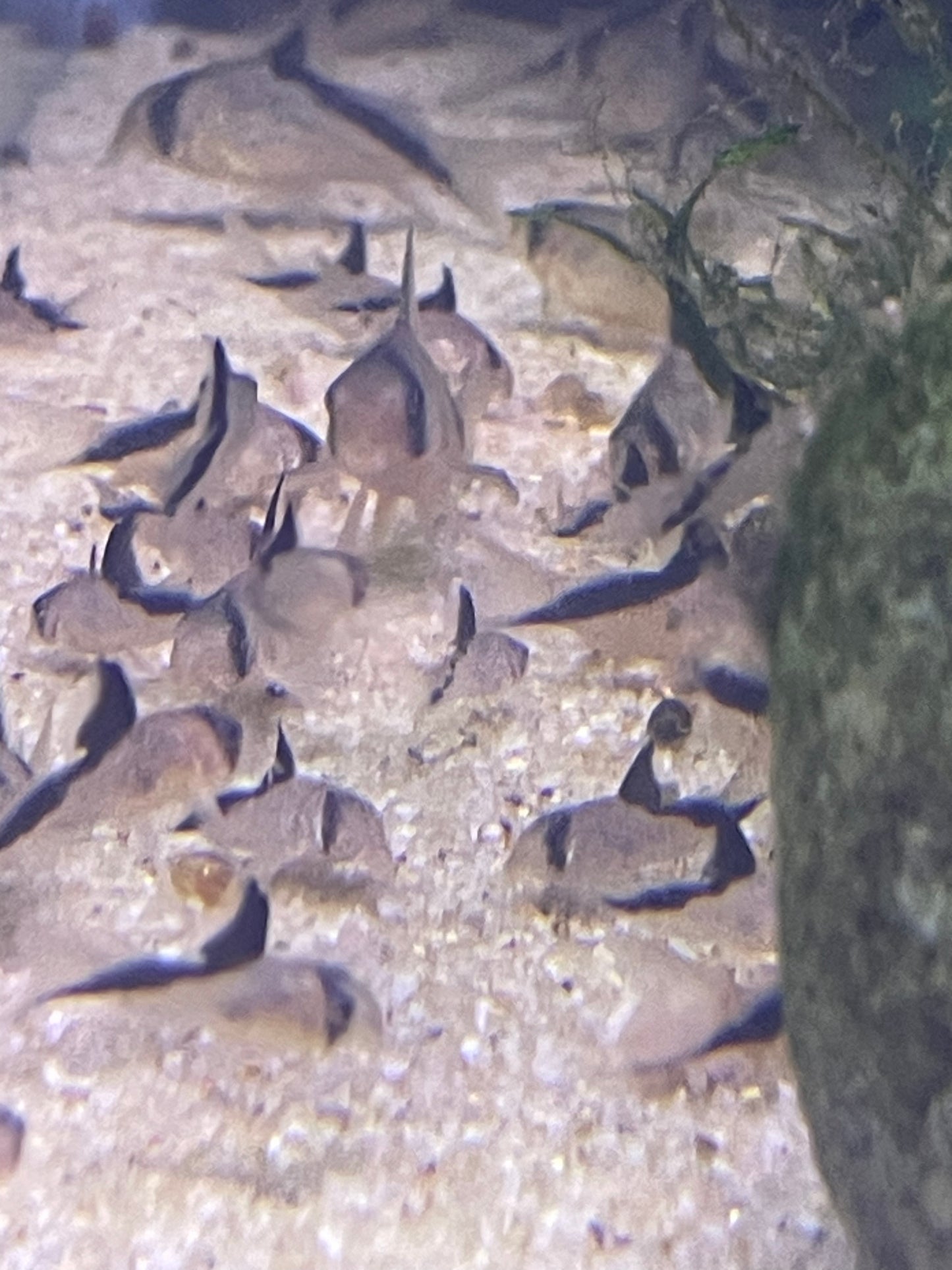 Corydoras melini  - "False Bandit" Cory