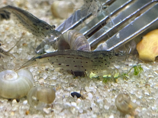 Amano Shrimp