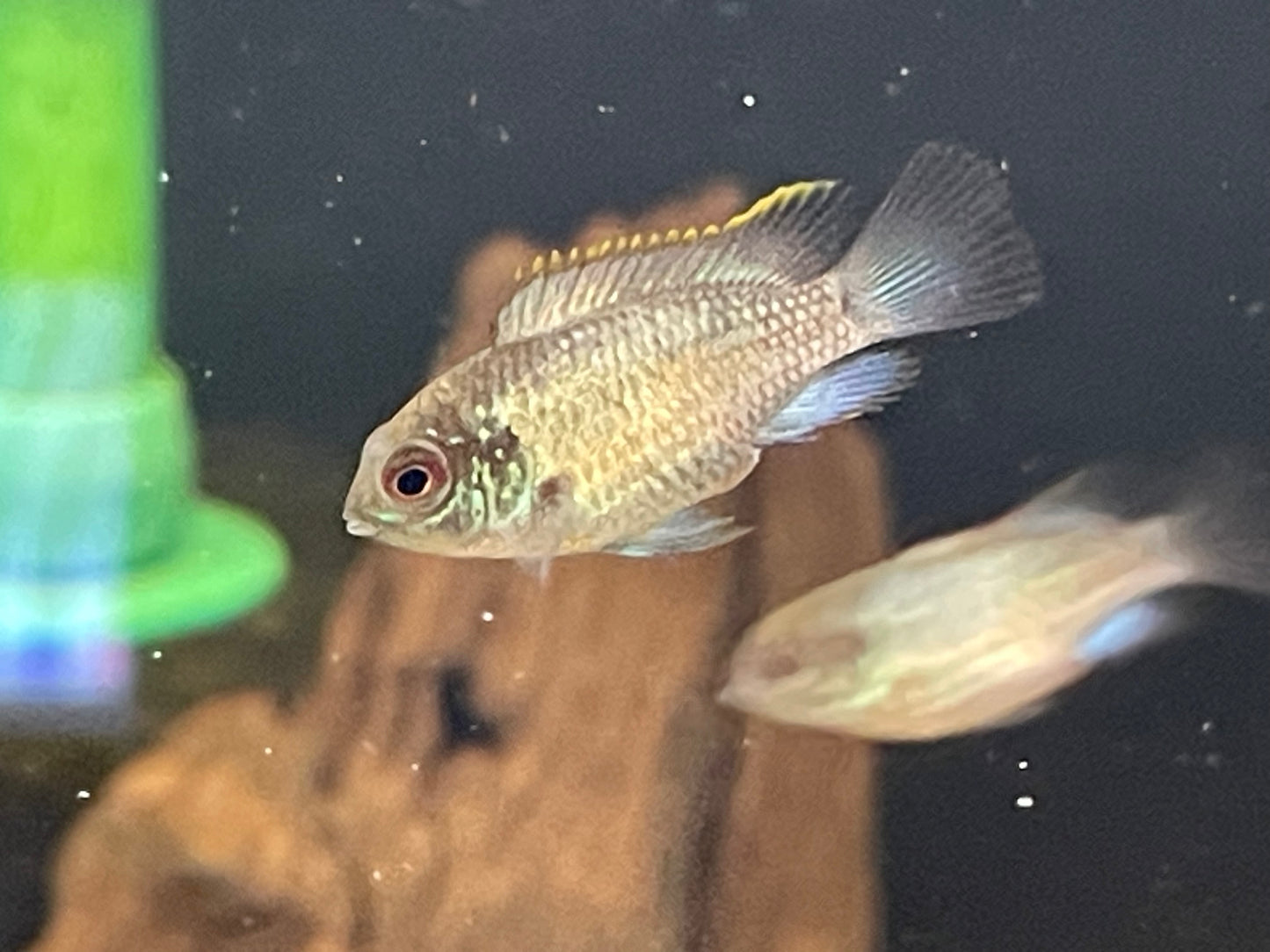 Electric Blue Acara