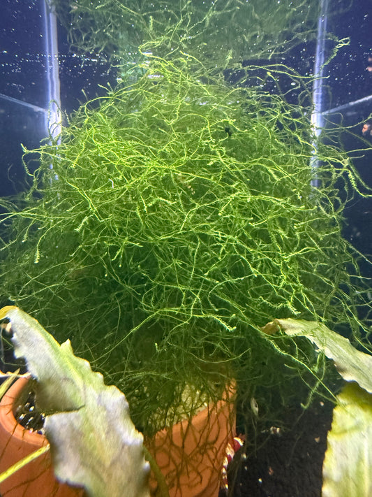 Java Moss