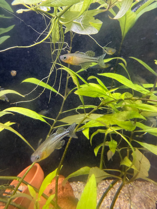 Pseudomugil gertrudae Aru II