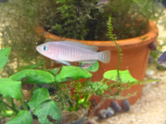 Neolamprologus multifasciatus