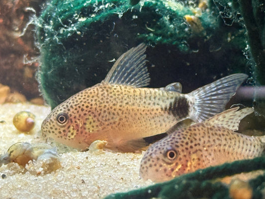 Corydora Similis “Smudge Spot cory”