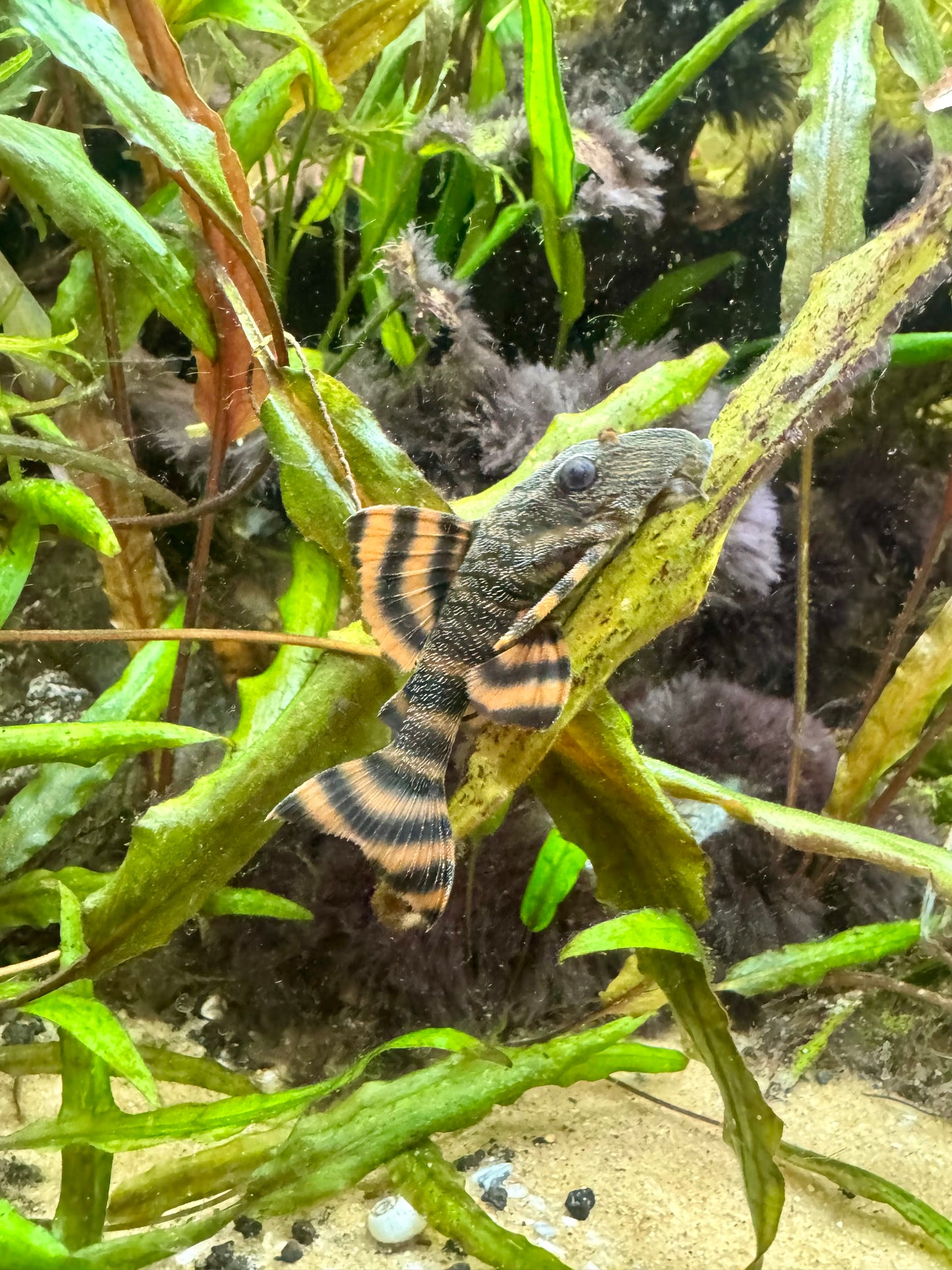 L397 Alenquer Tiger Pleco