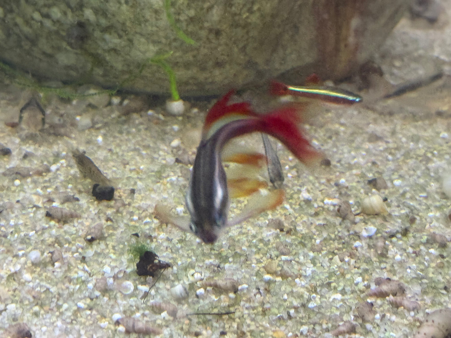 Longfin White Cloud Mountain minnow