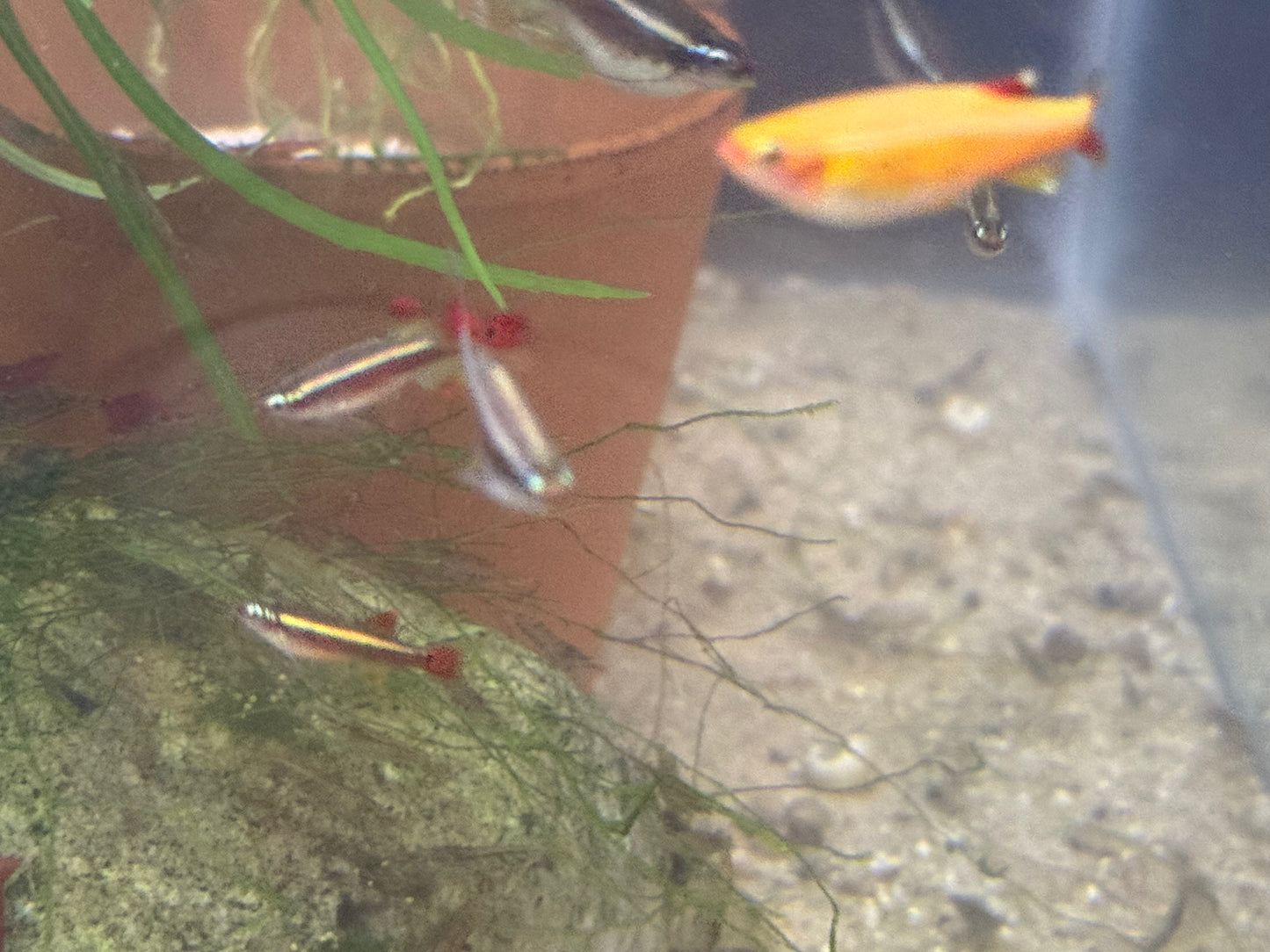 Longfin White Cloud Mountain minnow