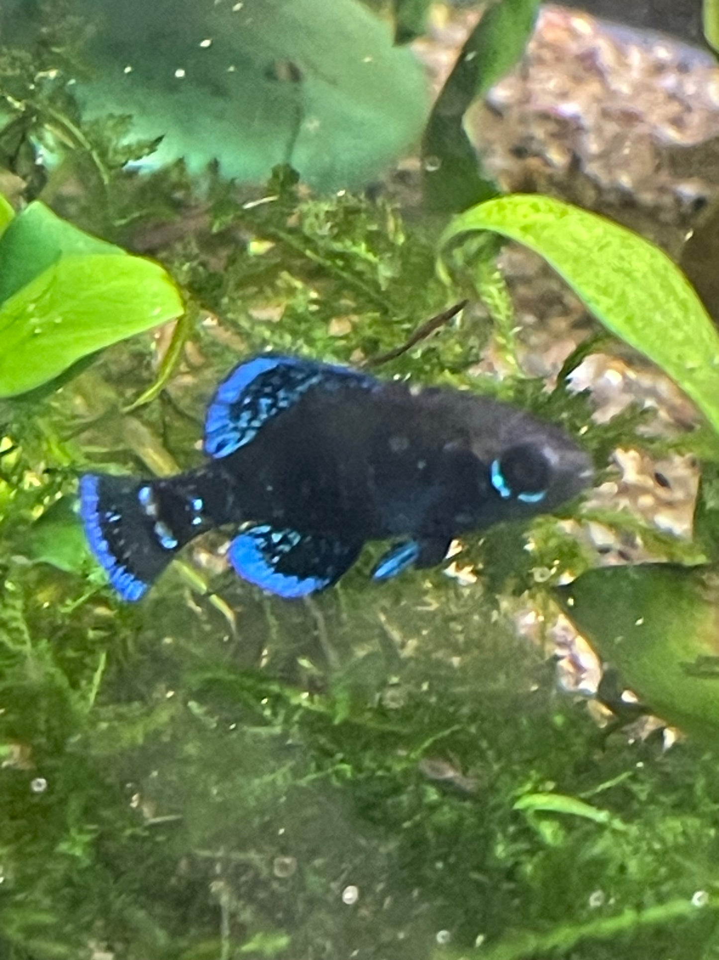 Elassoma gilberti “Wacissa spring”