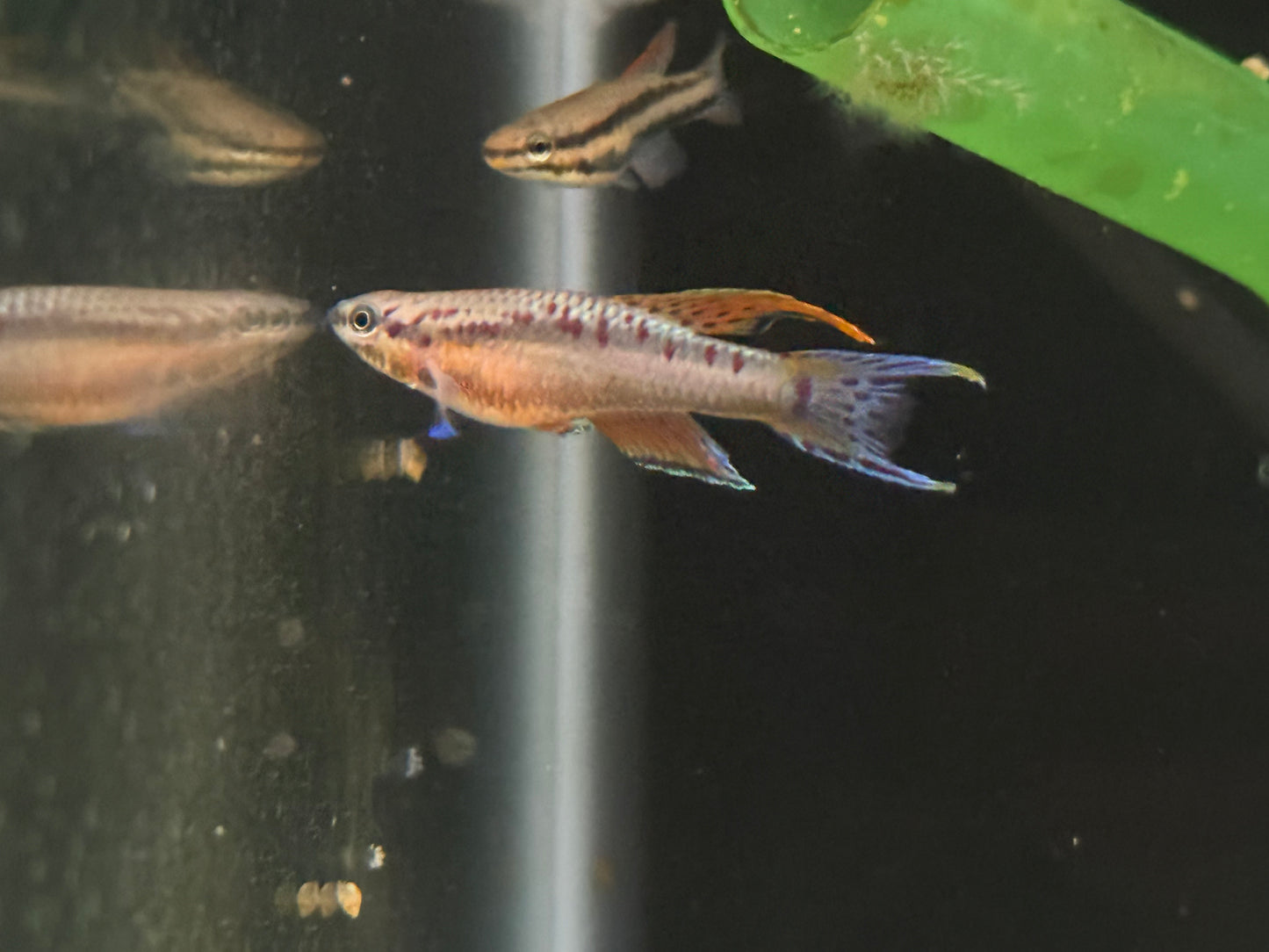 Aphyosemion bivittatum “Funge”